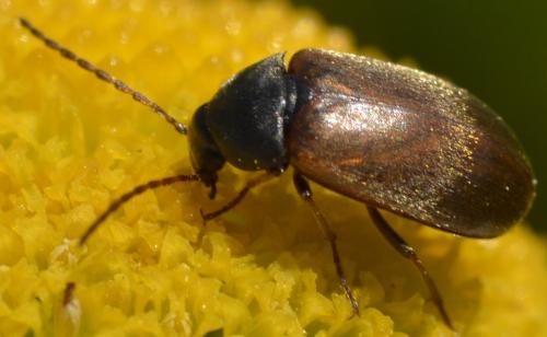 Réf. 232 854 : Isomira sp.